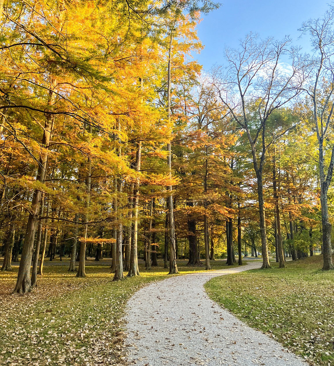 Fall park trail